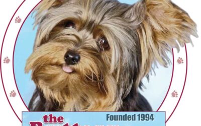 The Brittany Foundation Help Us Find Their Forever Home – March 2026