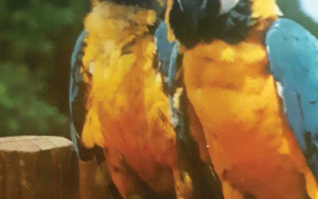Santa Clarita Parrots Helping Veterans