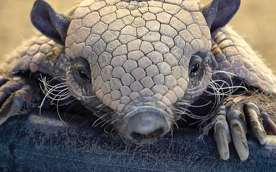 Meet Frank the Tank – Animal Tracks