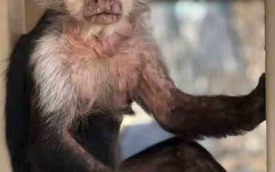 Tara: Retired Hollywood Star – Animal Tracks