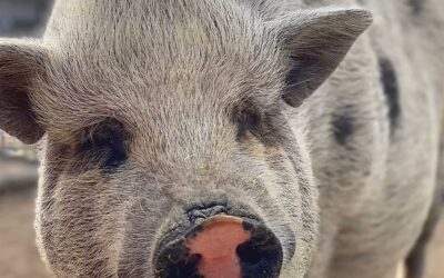 Meet Sarah Jessica Porker Animal Tracks