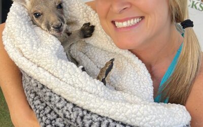 Breaking News: There’s a Baby Kangaroo Animal Tracks