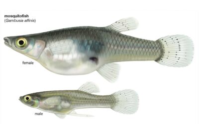 The Hardy Mosquito Fish – Santa Clarita Koi Club