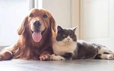 It’s All About the Pets – Pet Guide 2026