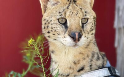 Mischief, By Name…and Absolutely By Personality – Animal Tracks