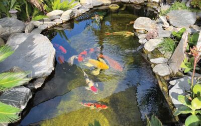 Why Would Someone Choose To Join A Koi Club? – Santa Clarita Koi & Water Garden Club