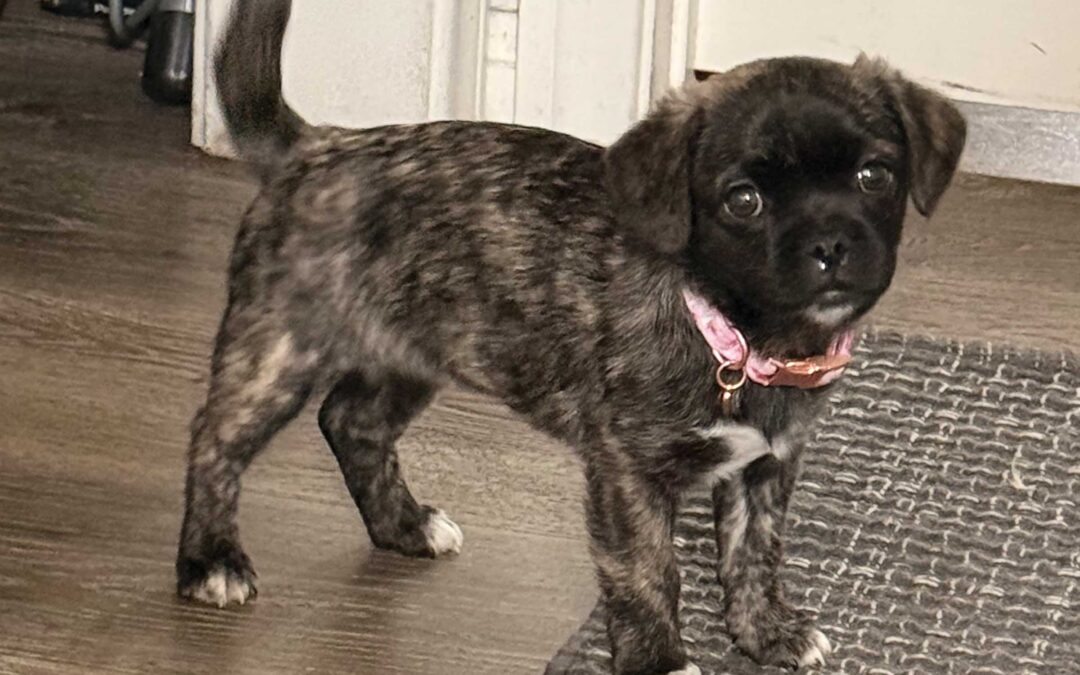 Puppy Love: Fun Facts Every New Dog Owner Should Know