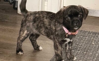 Puppy Love: Fun Facts Every New Dog Owner Should Know