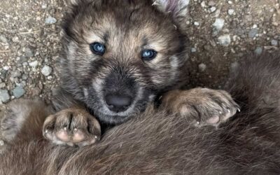 Wolf-Dog Puppies Take Over Animal Tracks