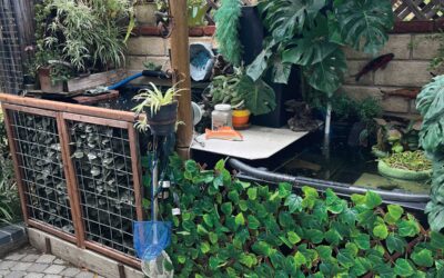 Pond Pumps – Santa Clarita Koi & Water Garden Club